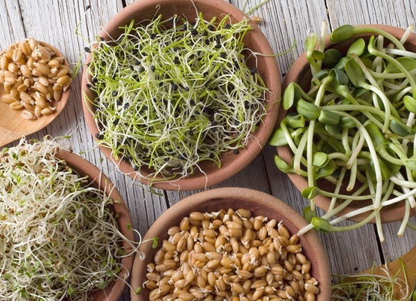 ¿Qué son los germinados y cuáles son sus beneficios nutricionales?